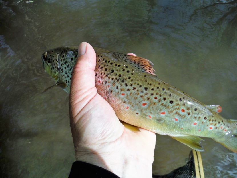 Monnow trout - olive upright feeder